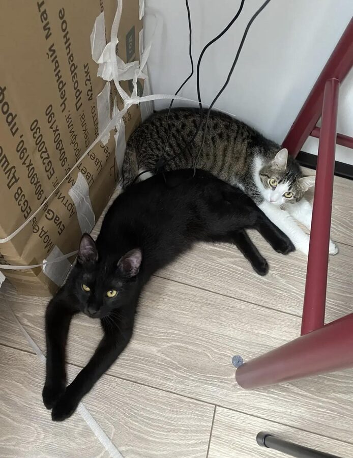 Чернышевский